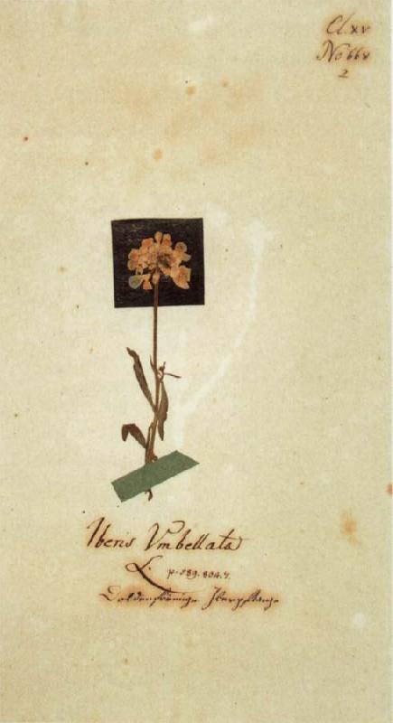 Johann Wolfgang von Goethe Herbarium sheet oil painting picture